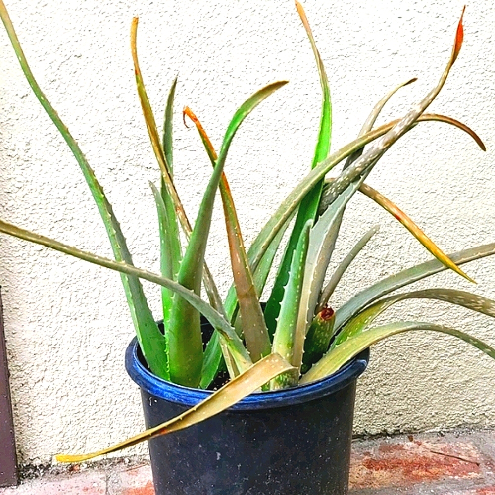 Aloe Vera Plant - Picture 5 of 7